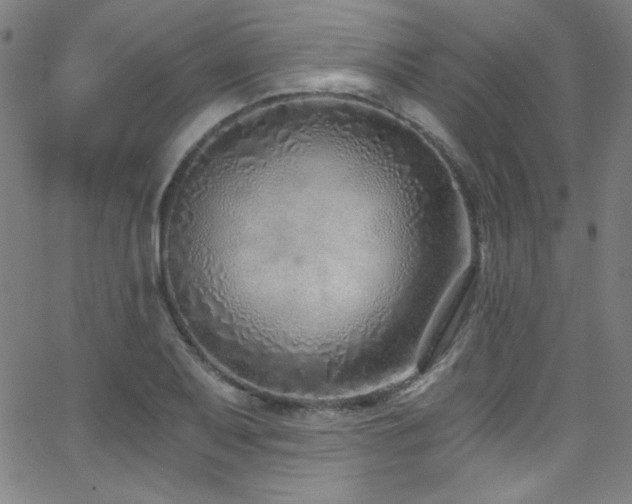 X0000068731079200604281133