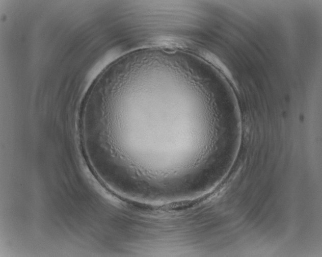 X0000068731091200604281132