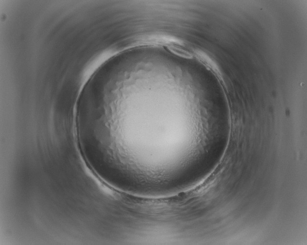 X0000068731103200604281132