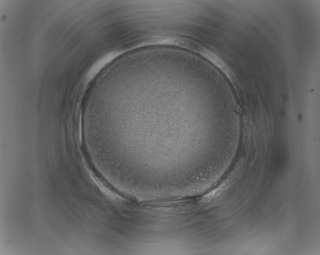 X0000068731127200604281132