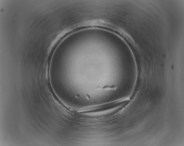 X0000068731224200604281130
