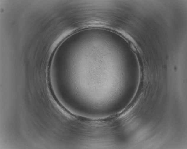 X0000068731333200604281129