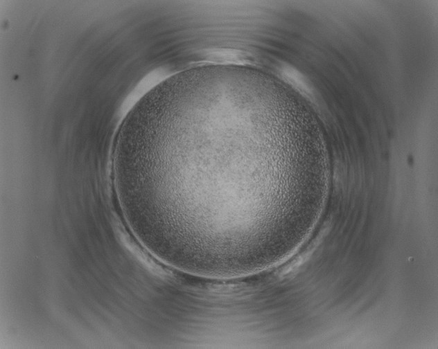 X0000068731378200604281128