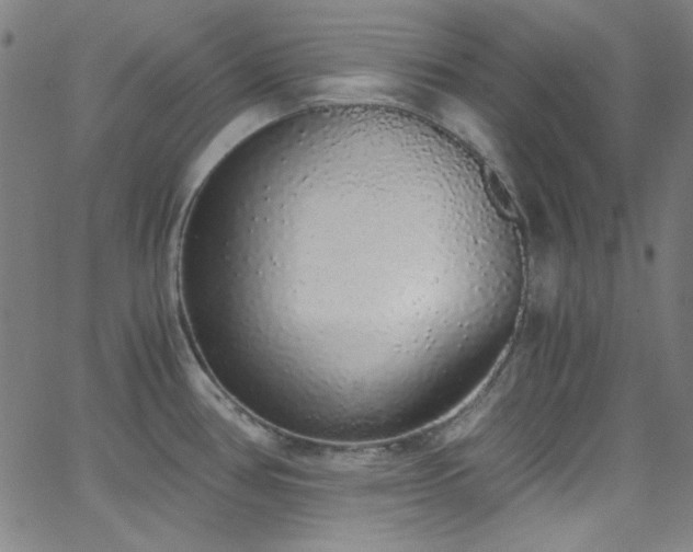 X0000068731386200604281128