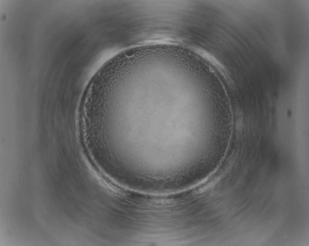 X0000068731423200604281127