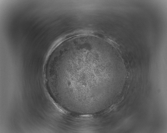 X0000068730053200605011010