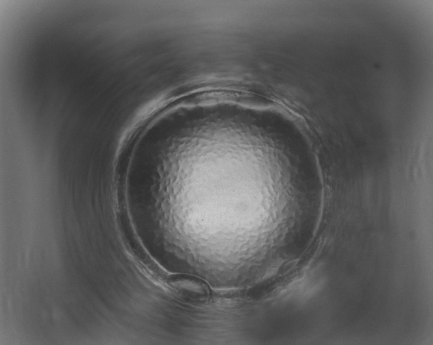 X0000068730149200605011008