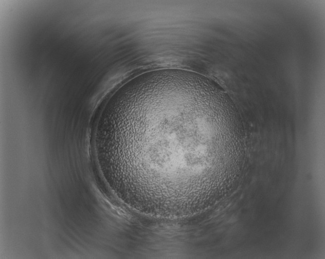 X0000068730194200605011008