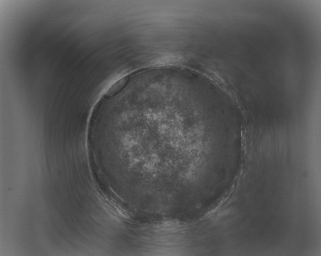 X0000068730196200605011008