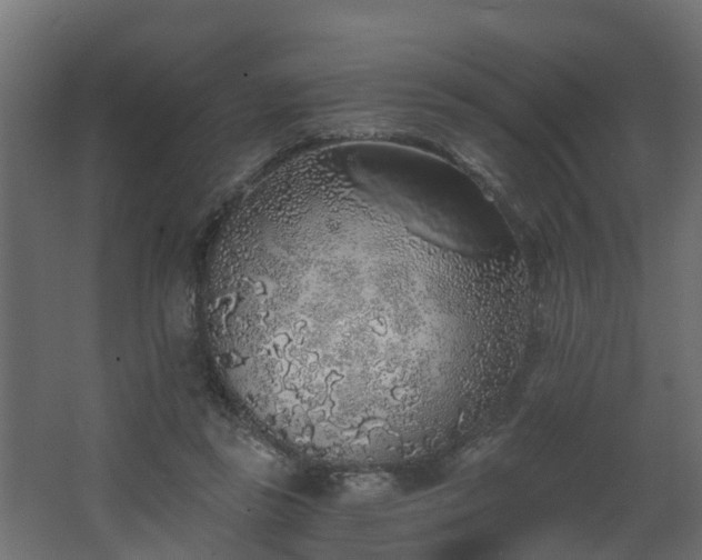 X0000068730355200605011005