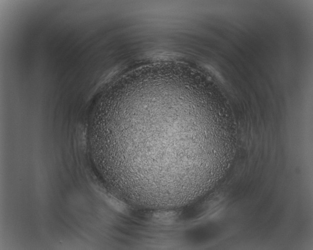 X0000068730357200605011005