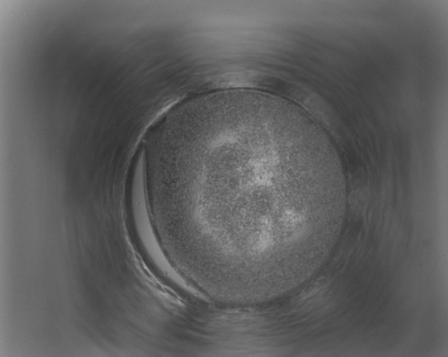 X0000068730386200605011005