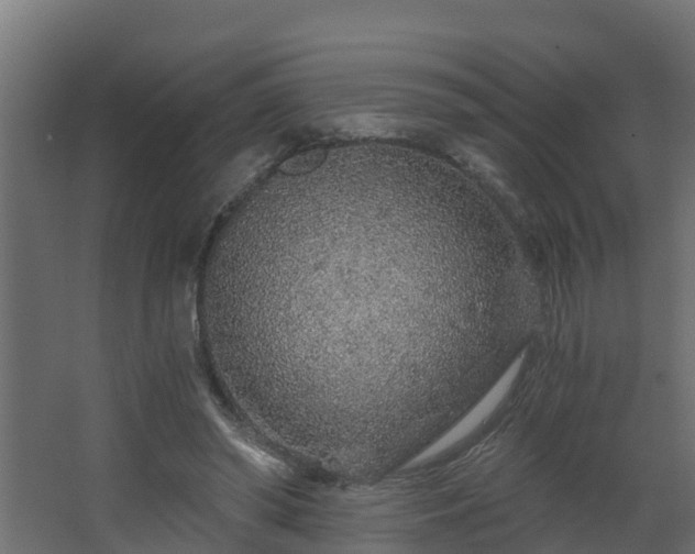 X0000068730398200605011005