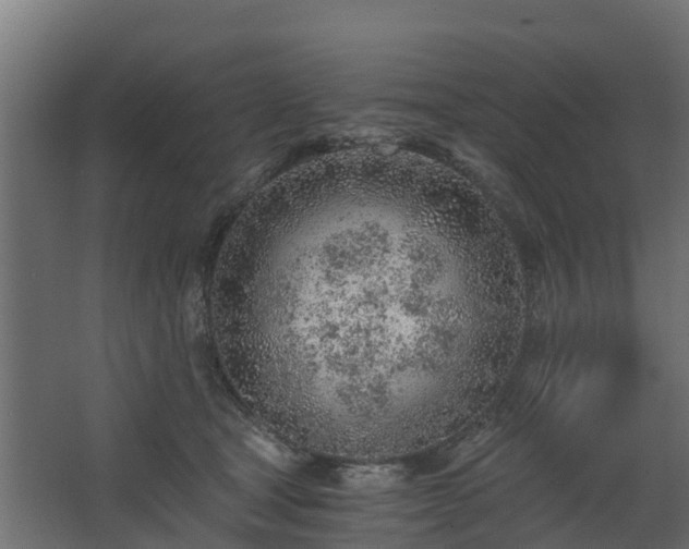 X0000068730465200605011004