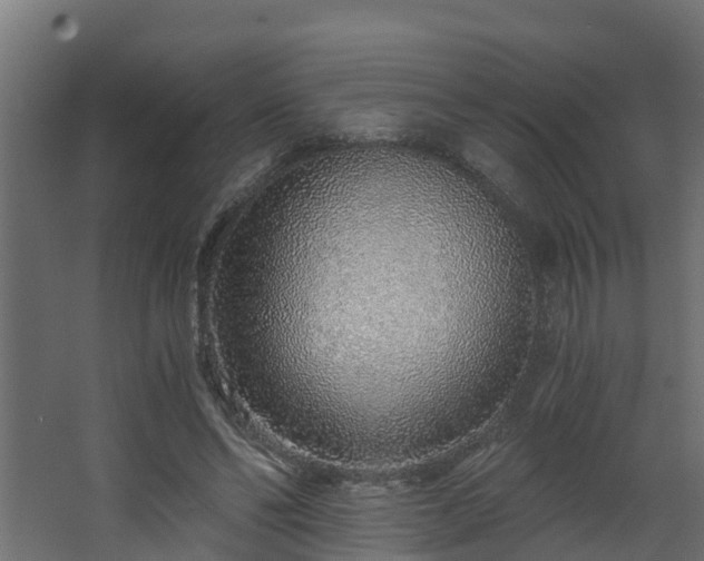 X0000068730494200605011003