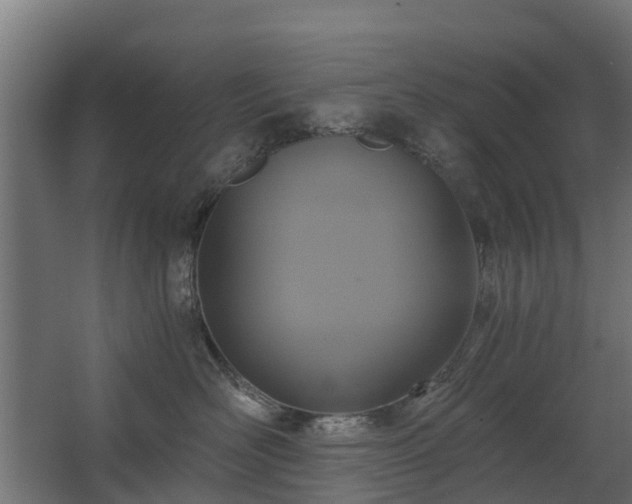 X0000068730526200605011002