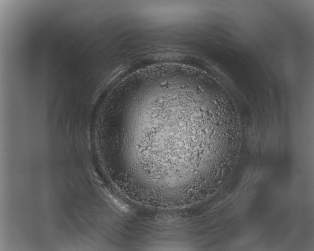 X0000068730729200605010958