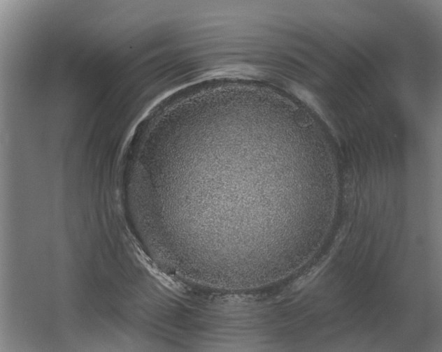 X0000068730923200605010955