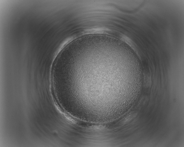 X0000068730994200605010954