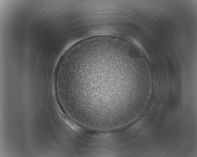 X0000068731035200605010954