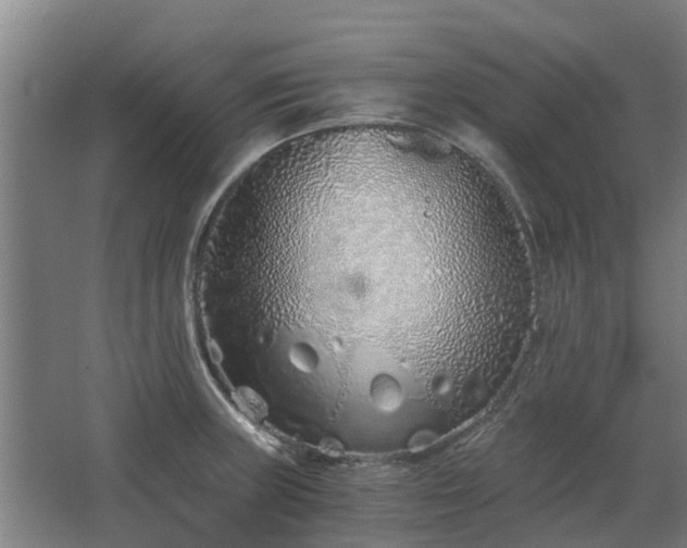 X0000068731235200605010951