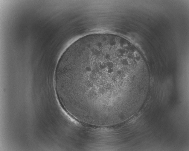 X0000068731239200605010951