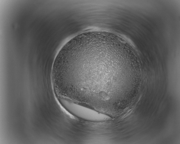 X0000068731247200605010951