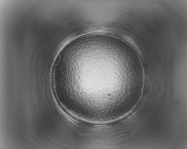 X0000068731483200605010946