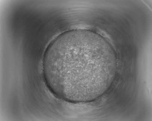 X0000068730012200605051511