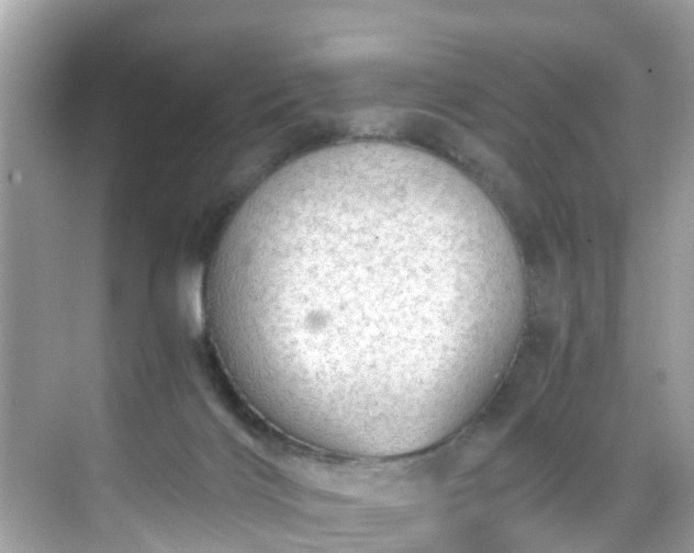 X0000068730028200605051510