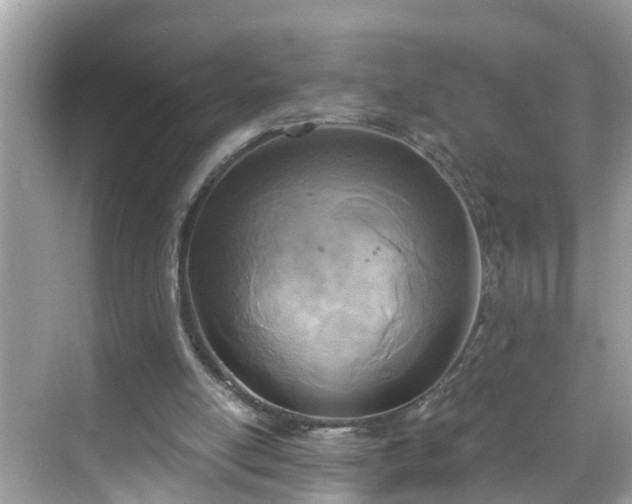 X0000068730054200605051509