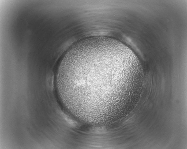 X0000068730110200605051509