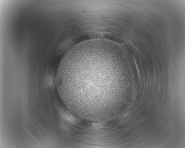 X0000068730134200605051509