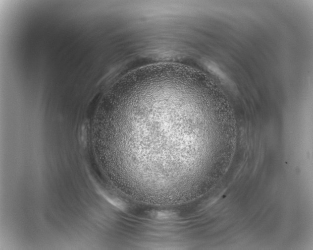 X0000068730165200605051508