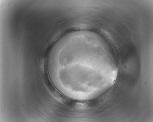 X0000068730167200605051508