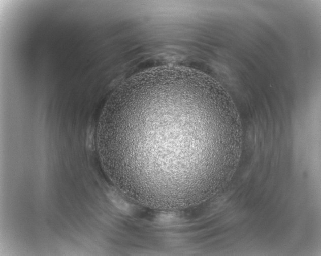 X0000068730177200605051508