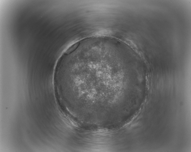 X0000068730196200605051507