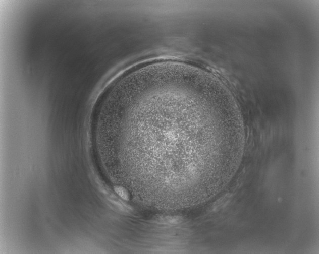 X0000068730247200605051506