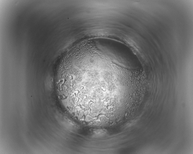 X0000068730355200605051505