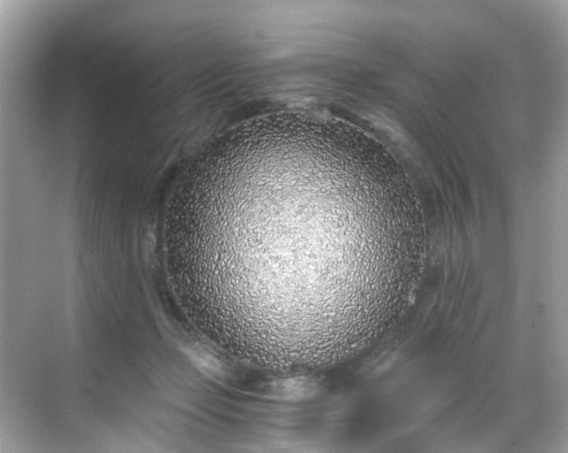 X0000068730365200605051505