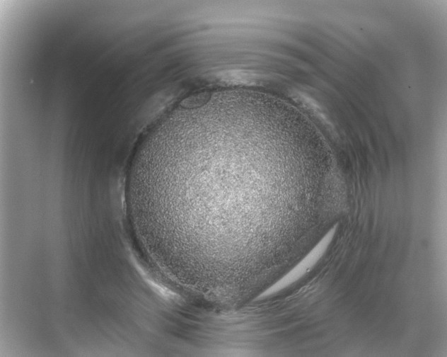 X0000068730398200605051504