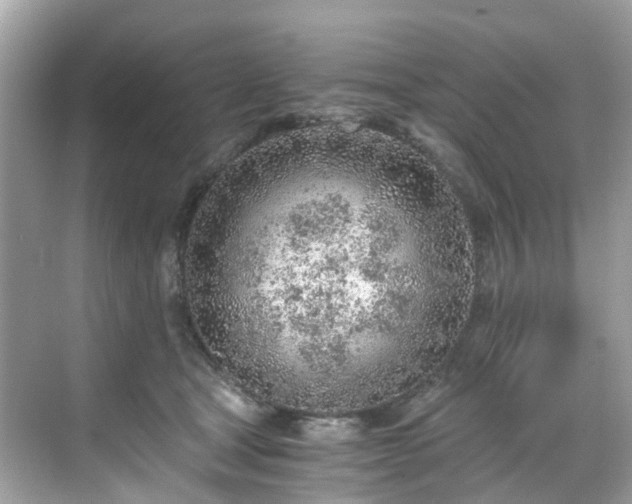 X0000068730465200605051503