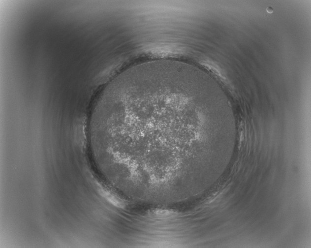 X0000068730590200605051501