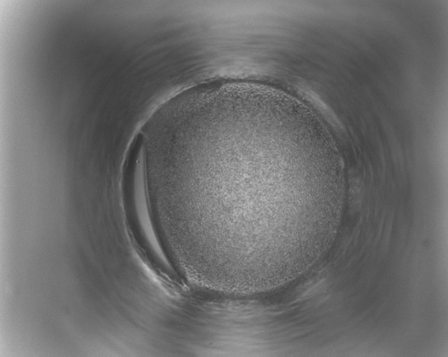 X0000068730626200605051459