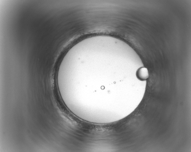 X0000068730632200605051500