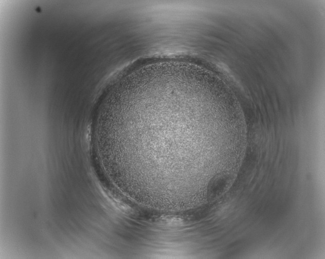 X0000068730640200605051500