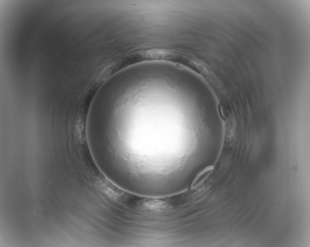 X0000068730669200605051500