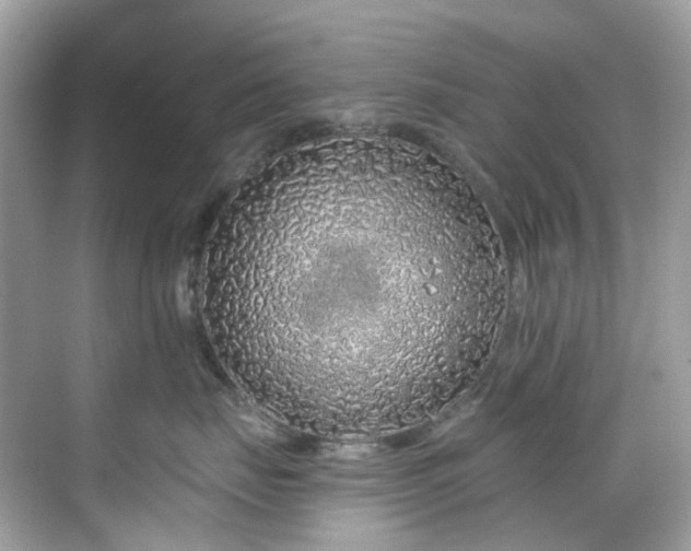 X0000068730671200605051500