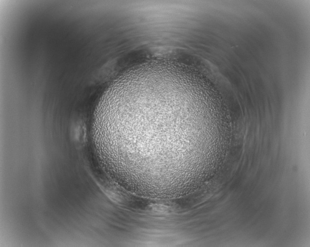 X0000068730703200605051459