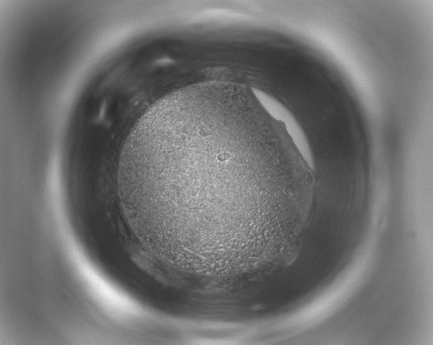 X0000068730765200605051459